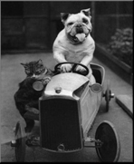 Cats and Dogs